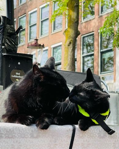 Ámsterdam.Nimis el felino se volvió famoso tras custodiar la ciudad - Grupo  Milenio